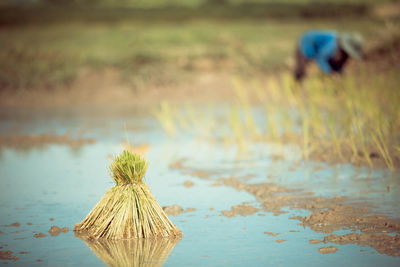 Rice planted on rice fields.