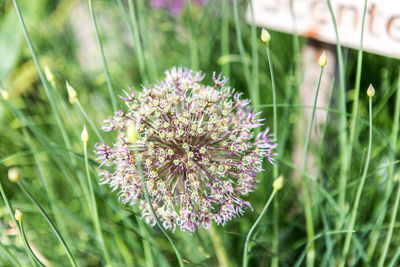 Close-up of purple flowering plant on field