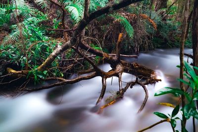 Scenic view of stream amidst trees in forest