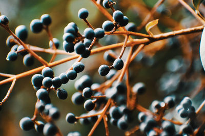 Close-up of berries growing on tree