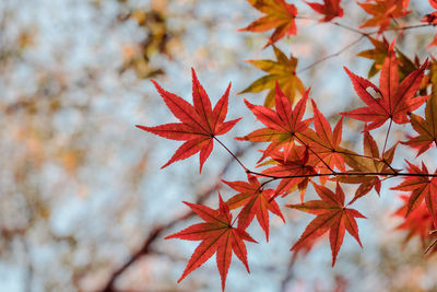 Close-up of red maple leaves on branch