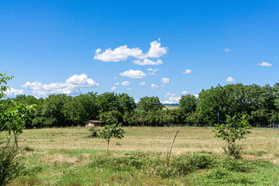 Trees on field against sky