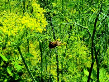 View of insect on plant