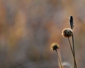 Close-up of wilted plant