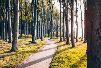 Dirt road amidst trees in forest