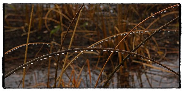 Close-up of grass in water