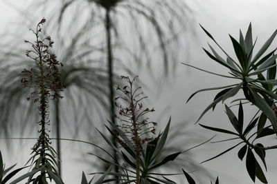 Close-up of fresh plants against sky