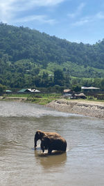 View of a horse in the lake