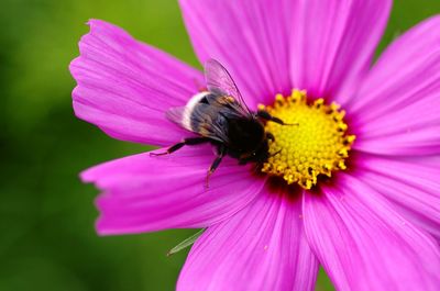 Close-up of bee pollinating on pink flower
