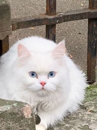 Close-up portrait of white cat against wall