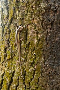 Close-up of tree trunk