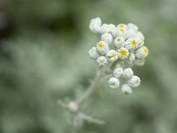 Close-up of white flowering plant