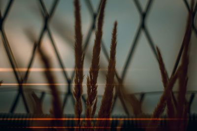 Close-up of fence against blurred background