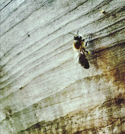 Close-up of bee on wood