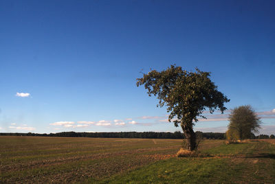 Tree on field against blue sky