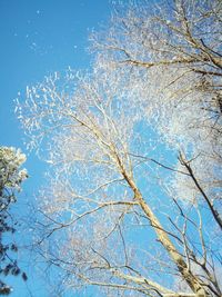 Low angle view of flowering tree against blue sky