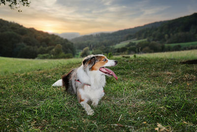 Dog running on field