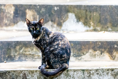 Black cat sitting on shore