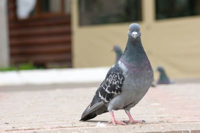 Close-up of bird perching on retaining wall