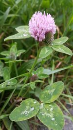 Close-up of flowers