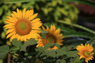 Close-up of sunflower on plant