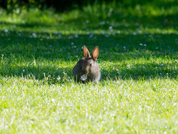 Rabbit on grassy field