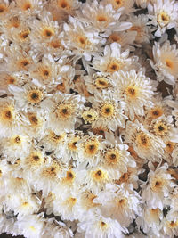 Full frame shot of white flowering plants