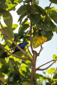 Low angle view of bird perching on tree