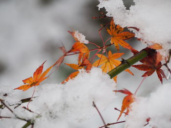 Close-up of snow covered plant during autumn