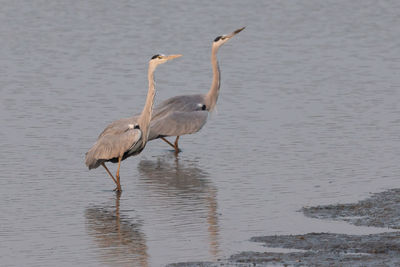 Birds on a lake