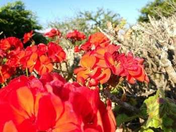 Close-up of red flowers blooming outdoors