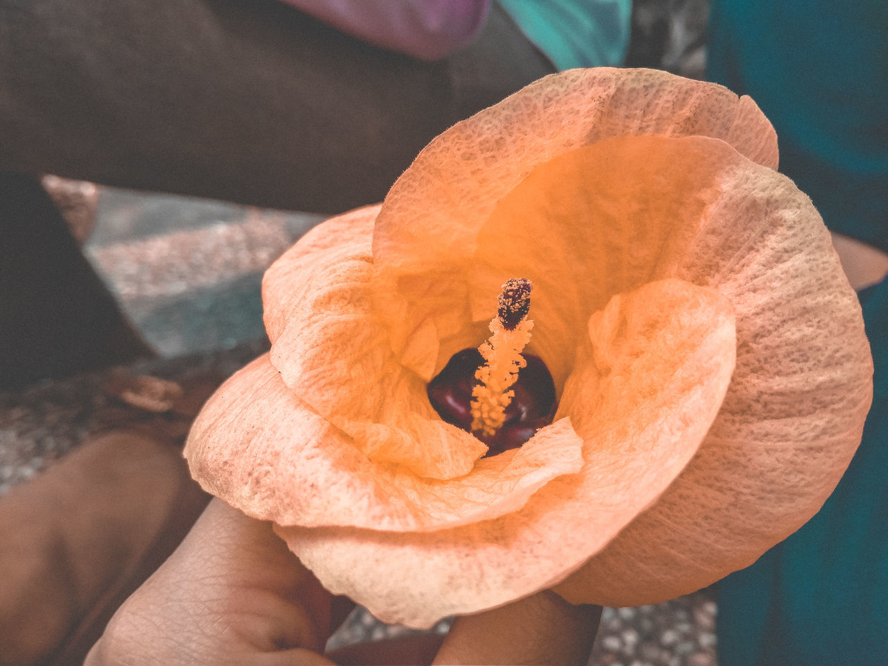 human body part, orange color, human hand, close-up, holding, real people, one person, hand, focus on foreground, unrecognizable person, freshness, day, flower, nature, beauty in nature, body part, flowering plant, plant, finger, outdoors, flower head, orange