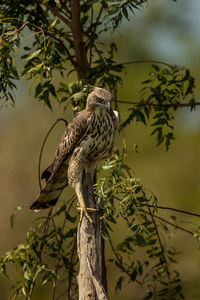 Low angle view of eagle perching on tree