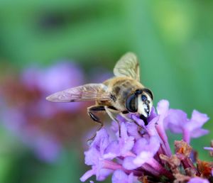 Close-up of bee pollinating on flower