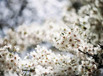 Close-up of white blossoms growing on branches