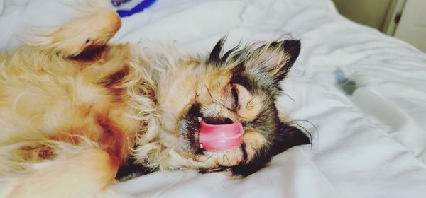 Close-up of cat yawning on bed