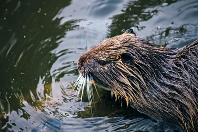 High angle view of animal swimming in lake