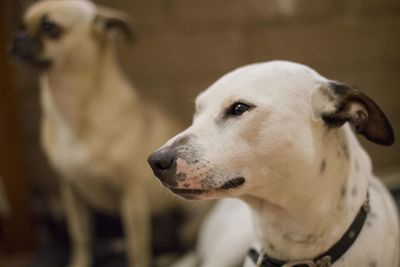 Close-up of dog looking away