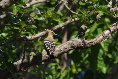 Low angle view of bird perching on branch