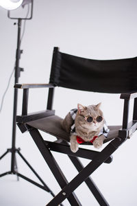 Cat boss in the production chair in the studio