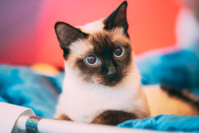 Close up portrait of mekong bobtail cat kitten in bed. funny close up mekong bobtail cat.