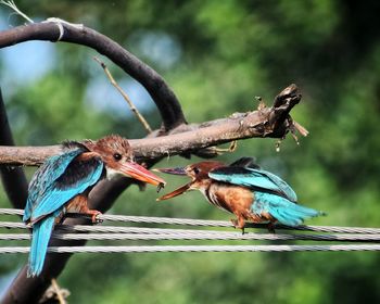 Close-up of birds perching on branch