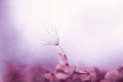 Close-up of dandelion seed on pink flowers