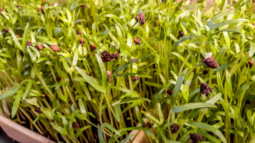 Close-up of plants