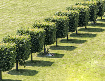 Trees on field