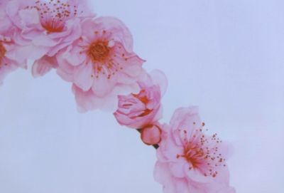 Close-up of pink cherry blossoms against sky