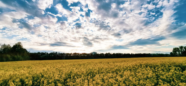 Scenic view of field against sky