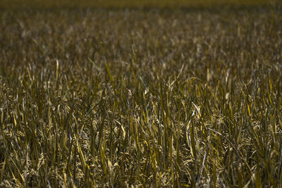 Beautiful morning view in indonesia. yellow rice. natural natural background