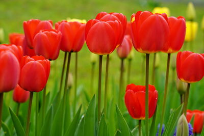 Close-up of red tulips in field