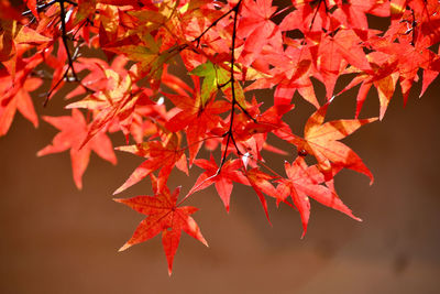 autumn